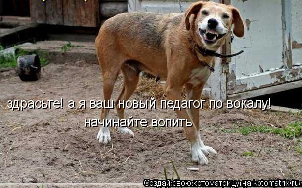 здрасьте! а я ваш новый педагог по вокалу! начинайте вопить... Котоматрица: здрасьте! а я ваш новый педагог по вокалу! начинайте вопить