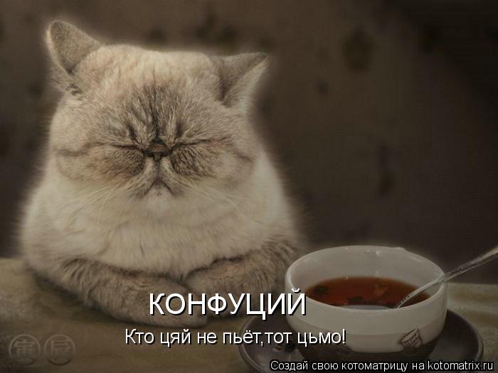 КОНФУЦИЙ Кто цяй не пьёт,тот цьмо!... Котоматрица: КОНФУЦИЙ Кто цяй не пьёт,тот цьмо!