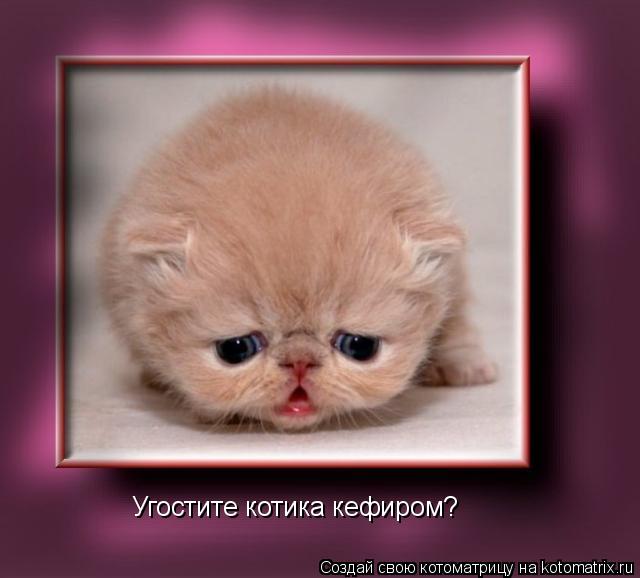 Угостите котика кефиром?... Котоматрица: Угостите котика кефиром?