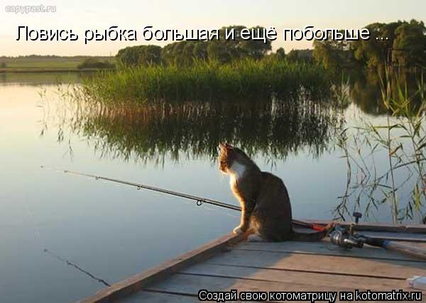 Ловись рыбка большая и ещё побольше ...... Котоматрица: Ловись рыбка большая и ещё побольше ...