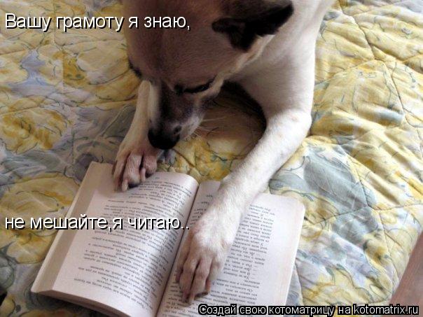 Вашу грамоту я знаю, не мешайте,я читаю..... Котоматрица: Вашу грамоту я знаю, не мешайте,я читаю..