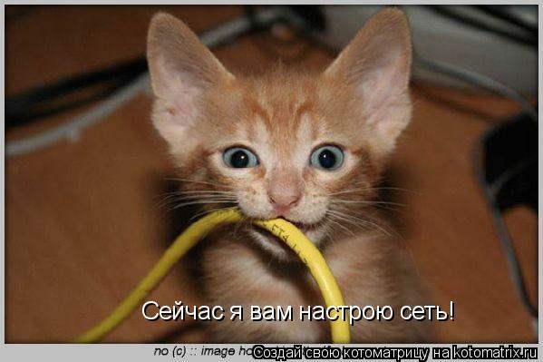 Сейчас я вам настрою сеть!... Котоматрица: Сейчас я вам настрою сеть!