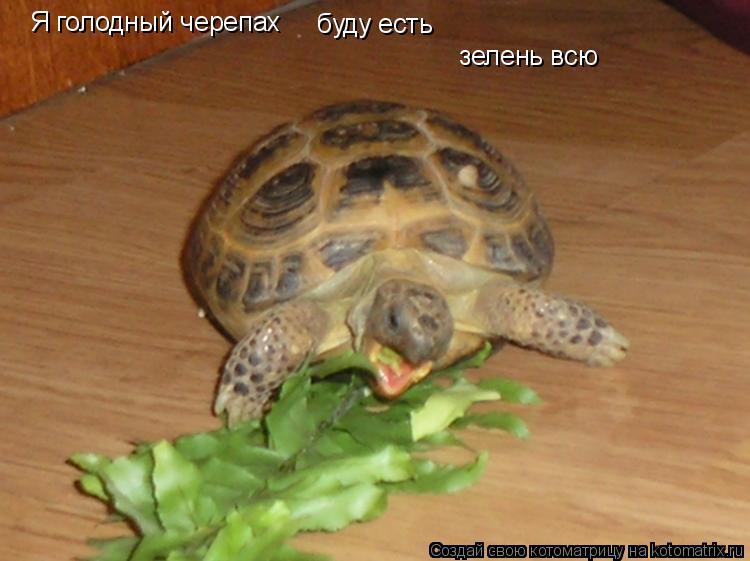 Я голодный черепах буду есть зелень всю... Котоматрица: Я голодный черепах буду есть зелень всю
