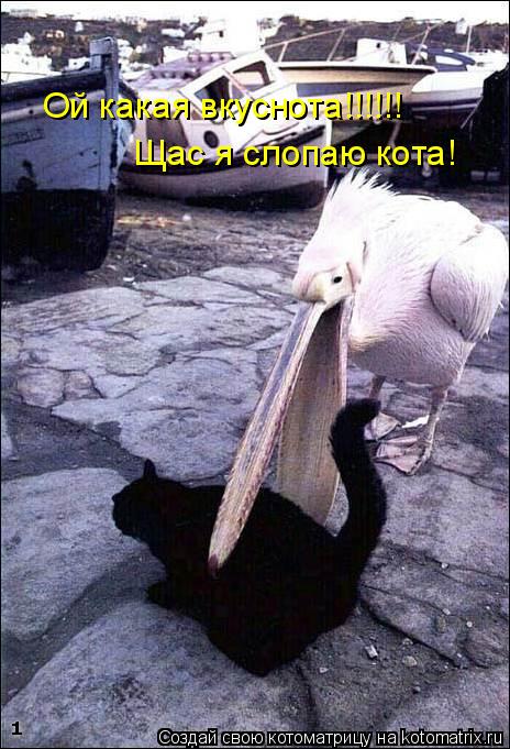 Щас я слопаю кота! Ой какая вкуснота!!!!!!... Котоматрица: Щас я слопаю кота! Ой какая вкуснота!!!!!!