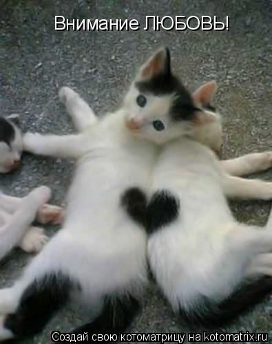 Внимание ЛЮБОВЬ!... Котоматрица: Внимание ЛЮБОВЬ!
