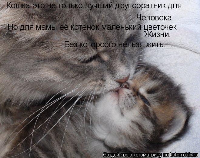 Кошка-это не только лучший друг,соратник для Человека Но для мамы её котёнок маленький цветочек Жиз... Котоматрица: Кошка-это не только лучший друг,соратник для Человека Но для мамы её котёнок маленький цветочек Жизни. Без котороого нельзя жить....