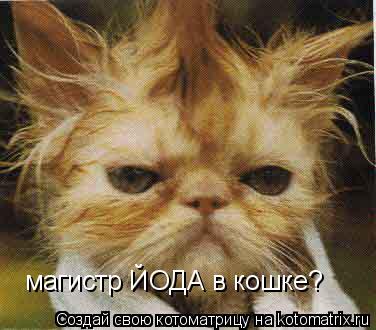 магистр ЙОДА в кошке?... Котоматрица: магистр ЙОДА в кошке?