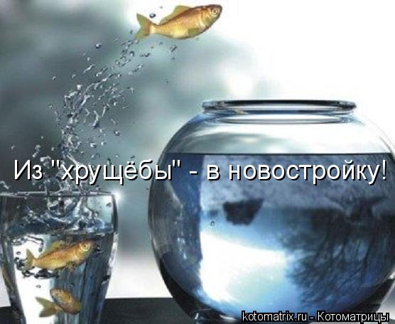 Котоматрица: Из "хрущёбы" - в новостройку!