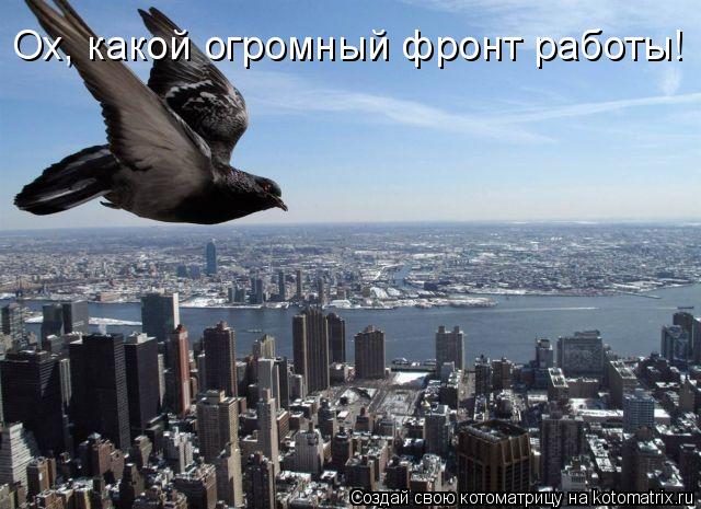 Котоматрица: Ох, какой огромный фронт работы!