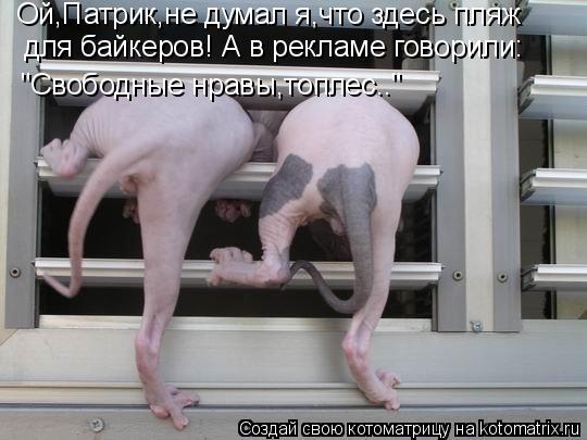 Ой,Патрик,не думал я,что здесь пляж для байкеров! А в рекламе говорили: "Свободные нравы,топлес.."... Котоматрица: Ой,Патрик,не думал я,что здесь пляж для байкеров! А в рекламе говорили: "Свободные нравы,топлес.."