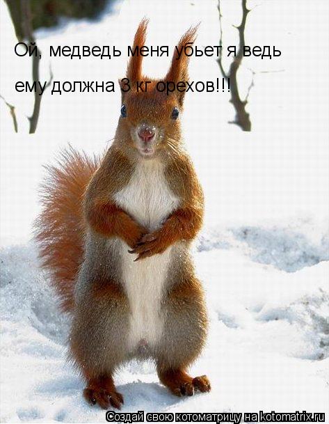 Ой, медведь меня убьет я ведь ему должна 3 кг орехов!!!... Котоматрица: Ой, медведь меня убьет я ведь ему должна 3 кг орехов!!!