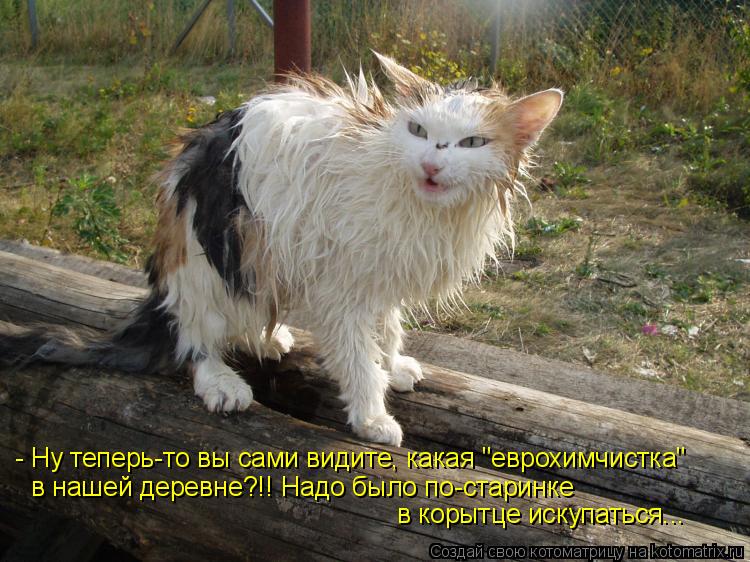 - Ну теперь-то вы сами видите, какая "еврохимчистка" в нашей деревне?!! Надо было по-старинке в корыт... Котоматрица: - Ну теперь-то вы сами видите, какая "еврохимчистка" в нашей деревне?!! Надо было по-старинке в корытце искупаться...