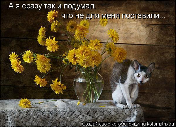 А я сразу так и подумал, что не для меня поставили...... Котоматрица: А я сразу так и подумал, что не для меня поставили...
