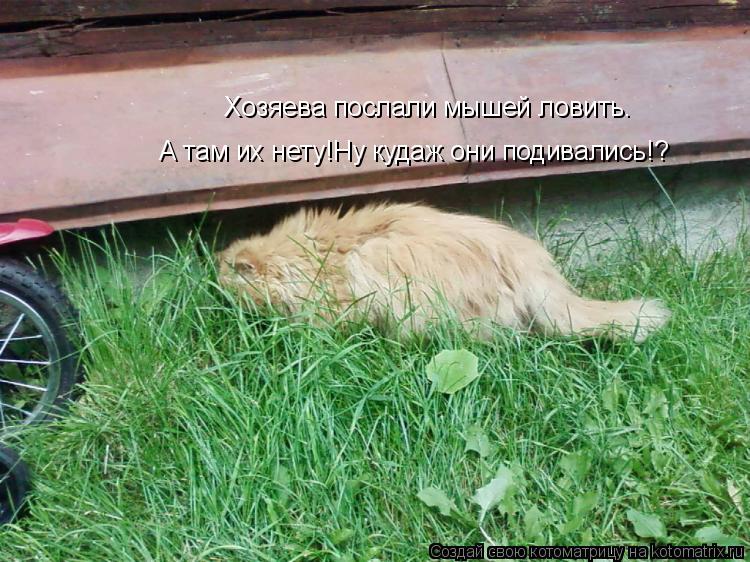 Хозяева послали мышей ловить. А там их нету!Ну кудаж они подивались!?... Котоматрица: Хозяева послали мышей ловить. А там их нету!Ну кудаж они подивались!?