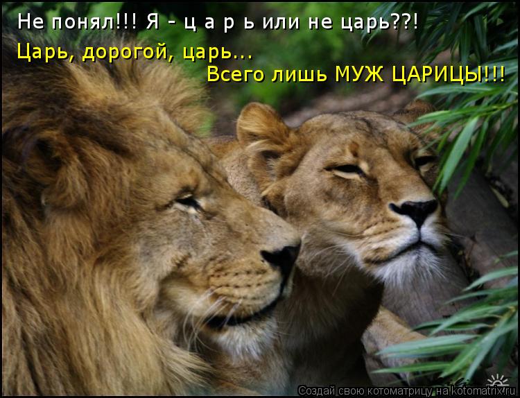 Не понял!!! Я - ц а р ь или не царь??! Царь, дорогой, царь... Всего лишь МУЖ ЦАРИЦЫ!!!... Котоматрица: Не понял!!! Я - ц а р ь или не царь??! Царь, дорогой, царь... Всего лишь МУЖ ЦАРИЦЫ!!!