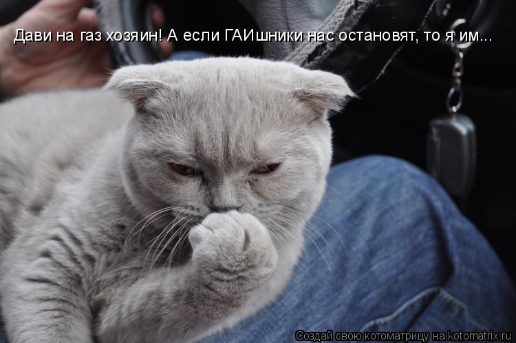 Дави на газ хозяин! А если ГАИшники нас остановят, то я им...... Котоматрица: Дави на газ хозяин! А если ГАИшники нас остановят, то я им...