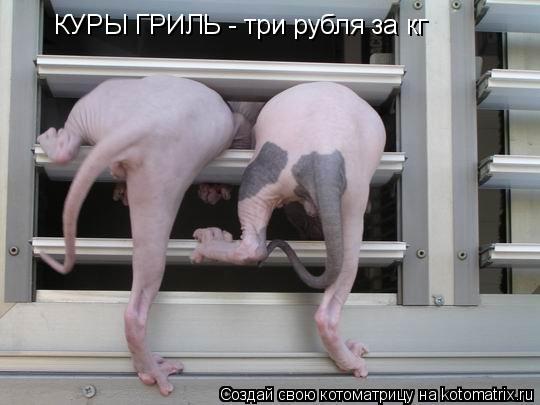 КУРЫ ГРИЛЬ - три рубля за кг... Котоматрица: КУРЫ ГРИЛЬ - три рубля за кг
