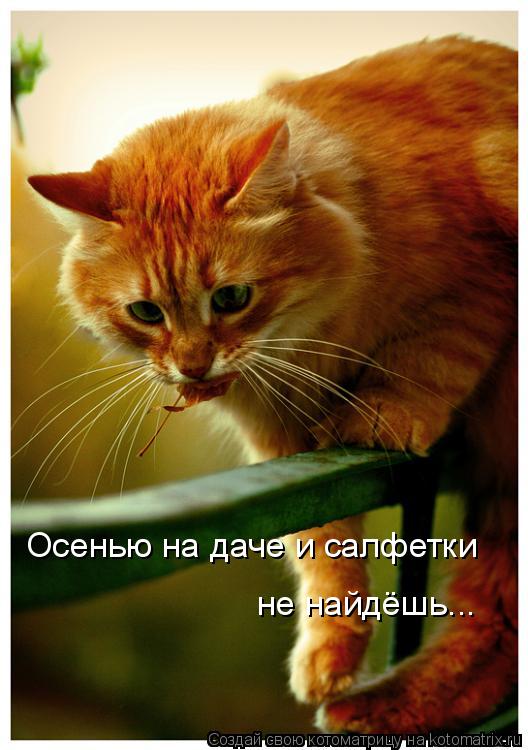 Осенью на даче и салфетки не найдёшь...... Котоматрица: Осенью на даче и салфетки не найдёшь...