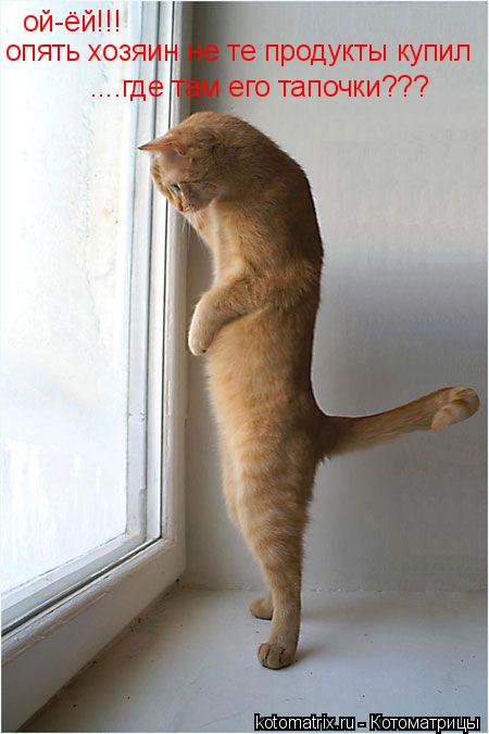 ой-ёй!!! опять хозяин не те продукты купил ....где там его тапочки???... Котоматрица: ой-ёй!!! опять хозяин не те продукты купил ....где там его тапочки???