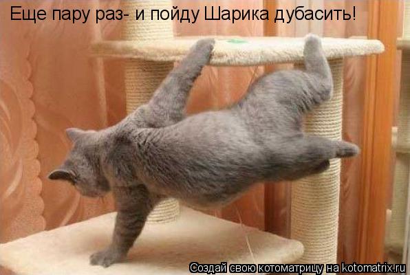 Еще пару раз- и пойду Шарика дубасить!... Котоматрица: Еще пару раз- и пойду Шарика дубасить!