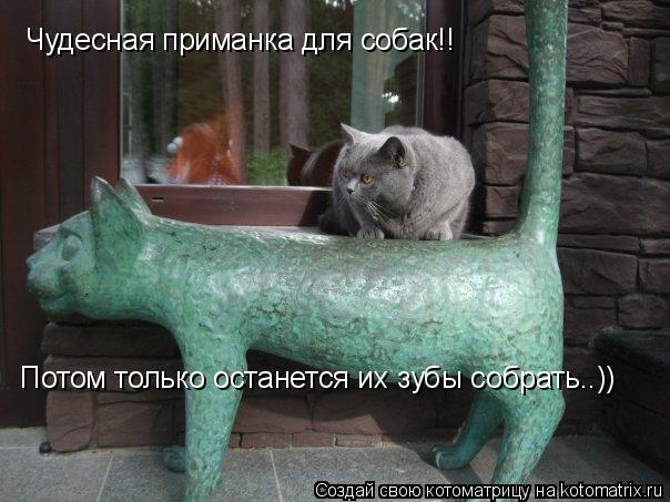 Котоматрица: Чудесная приманка для собак!!  Потом только останется их зубы собрать..))