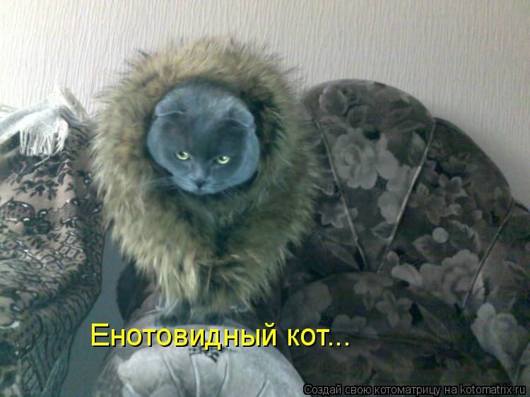 Енотовидный кот...... Котоматрица: Енотовидный кот...
