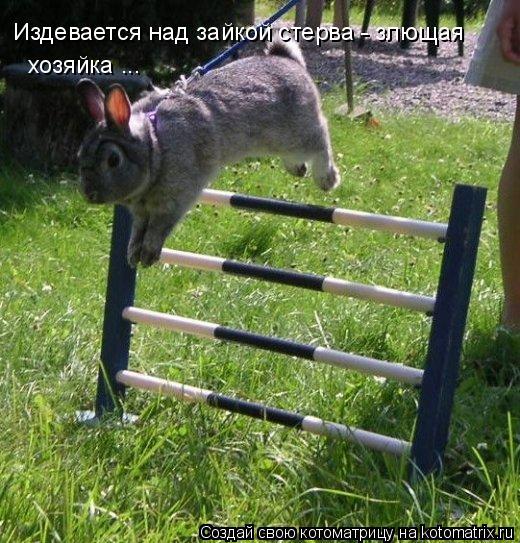 Издевается над зайкой стерва - злющая хозяйка ...... Котоматрица: Издевается над зайкой стерва - злющая хозяйка ...