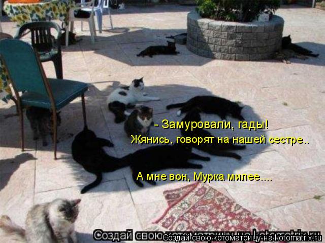 - Замуровали, гады! Жянись, говорят на нашей сестре.. А мне вон, Мурка милее....... Котоматрица: - Замуровали, гады! Жянись, говорят на нашей сестре.. А мне вон, Мурка милее....