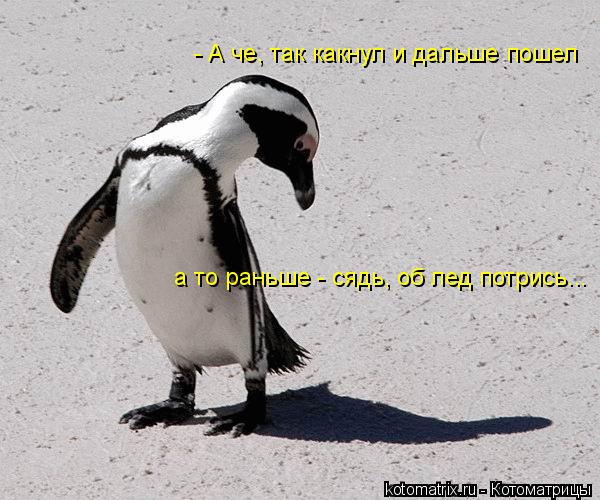 - А че, так какнул и дальше пошел а то раньше - сядь, об лед потрись...... Котоматрица: - А че, так какнул и дальше пошел а то раньше - сядь, об лед потрись...