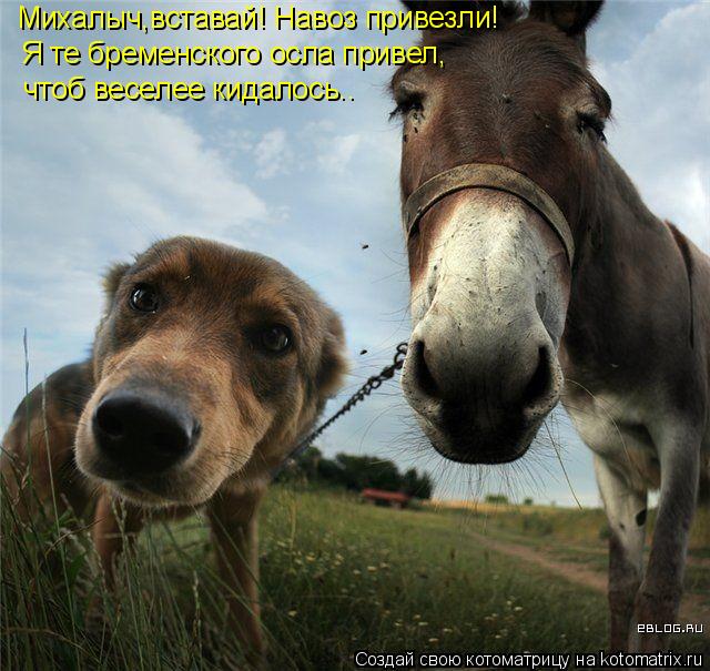 Михалыч,вставай! Навоз привезли! Я те бременского осла привел, чтоб веселее кидалось..... Котоматрица: Михалыч,вставай! Навоз привезли! Я те бременского осла привел, чтоб веселее кидалось..