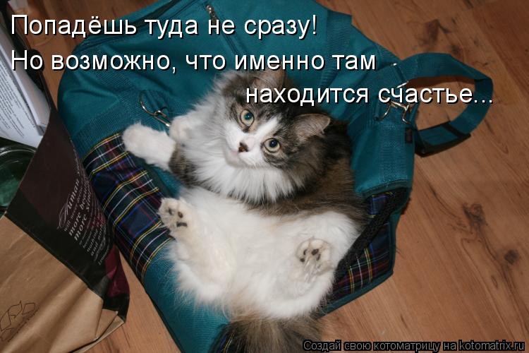 Попадёшь туда не сразу! Но возможно, что именно там находится счастье...... Котоматрица: Попадёшь туда не сразу! Но возможно, что именно там находится счастье...