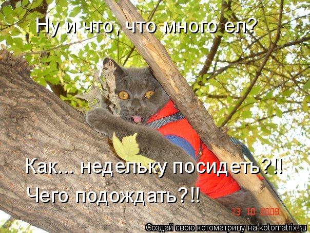 Ну и что, что много ел? Как... недельку посидеть?!! Чего подождать?!!... Котоматрица: Ну и что, что много ел? Как... недельку посидеть?!! Чего подождать?!!