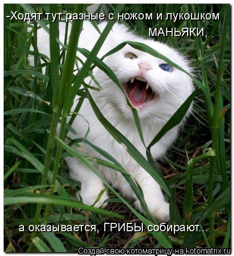 -Ходят тут разные с ножом и лукошком МАНЬЯКИ, а оказывается, ГРИБЫ собирают...... Котоматрица: -Ходят тут разные с ножом и лукошком МАНЬЯКИ, а оказывается, ГРИБЫ собирают...