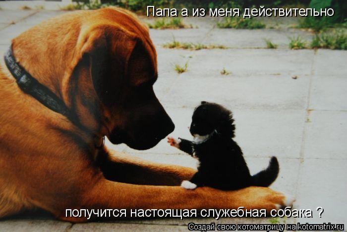 Папа а из меня действительно получится настоящая служебная собака ?... Котоматрица: Папа а из меня действительно получится настоящая служебная собака ?