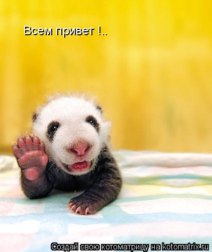 Всем привет !..... Котоматрица: Всем привет !..