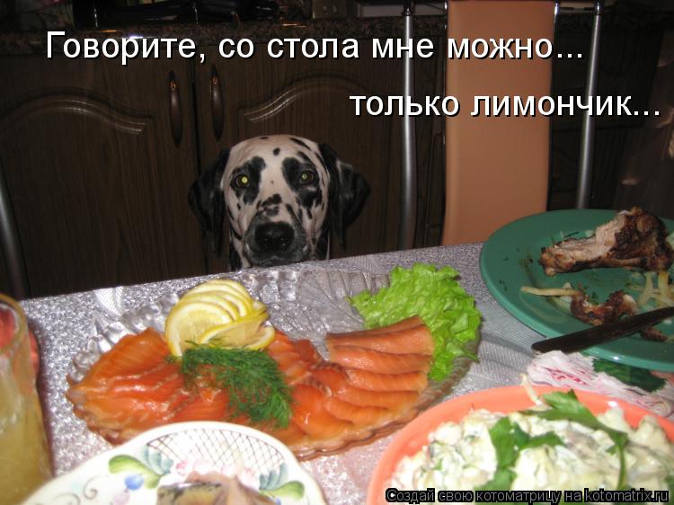 Говорите, со стола мне можно... только лимончик...... Котоматрица: Говорите, со стола мне можно... только лимончик...