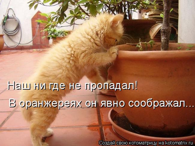 Наш ни где не пропадал! В оранжереях он явно соображал...... Котоматрица: Наш ни где не пропадал! В оранжереях он явно соображал...