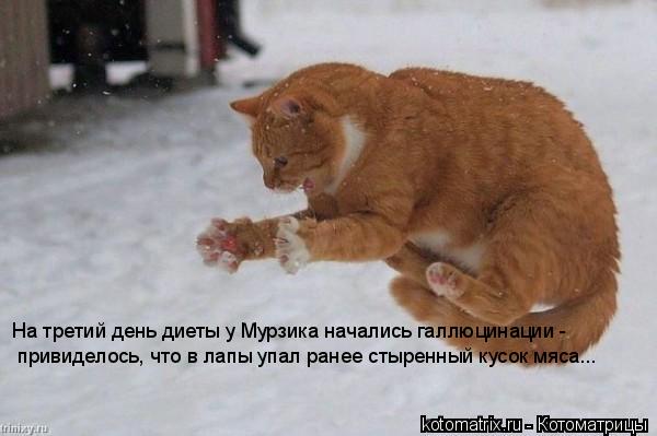 На третий день диеты у Мурзика начались галлюцинации - привиделось, что в лапы упал ранее стыренный... Котоматрица: На третий день диеты у Мурзика начались галлюцинации - привиделось, что в лапы упал ранее стыренный кусок мяса...