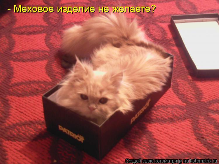 - Меховое изделие не желаете?... Котоматрица: - Меховое изделие не желаете?