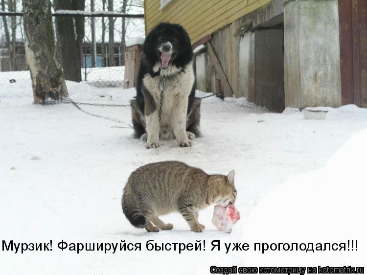 Мурзик! Фаршируйся быстрей! Я уже проголодался!!!... Котоматрица: Мурзик! Фаршируйся быстрей! Я уже проголодался!!!