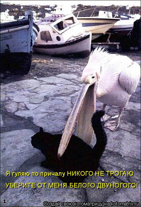 Я гуляю по причалу НИКОГО НЕ ТРОГАЮ УБЕРИТЕ ОТ МЕНЯ БЕЛОГО ДВУНОГОГО!... Котоматрица: Я гуляю по причалу НИКОГО НЕ ТРОГАЮ УБЕРИТЕ ОТ МЕНЯ БЕЛОГО ДВУНОГОГО!