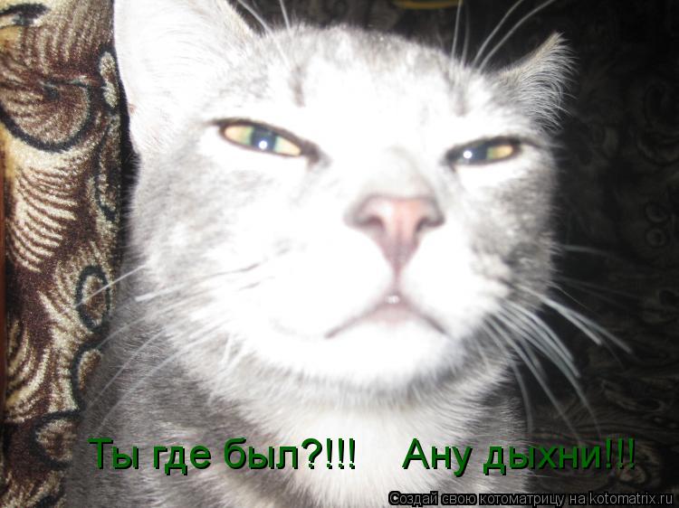 Ты где был?!!! Ану дыхни!!!... Котоматрица: Ты где был?!!! Ану дыхни!!!