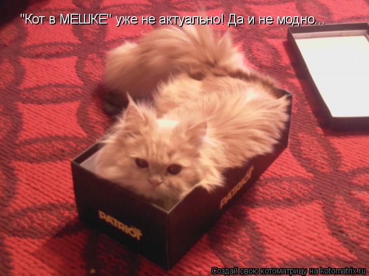 "Кот в МЕШКЕ" уже не актуально! Да и не модно...... Котоматрица: "Кот в МЕШКЕ" уже не актуально! Да и не модно...