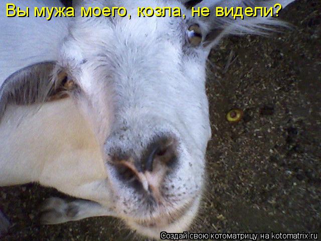 Вы мужа моего, козла, не видели?... Котоматрица: Вы мужа моего, козла, не видели?