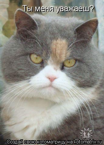 Ты меня уважаеш?... Котоматрица: Ты меня уважаеш?