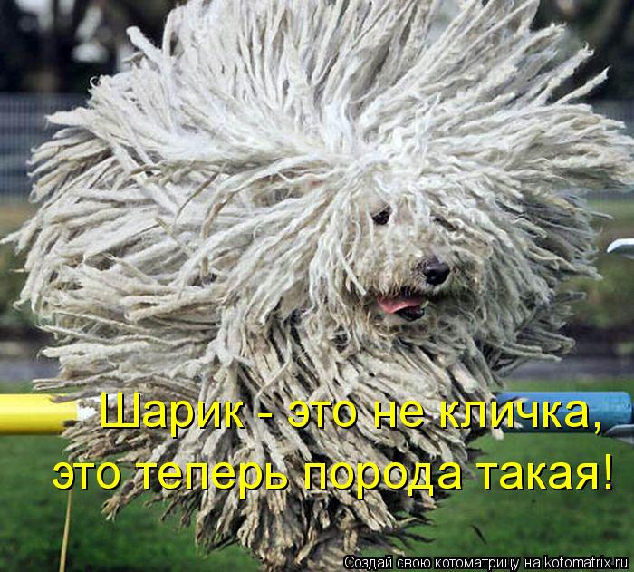 Шарик - это не кличка, это теперь порода такая!... Котоматрица: Шарик - это не кличка, это теперь порода такая!