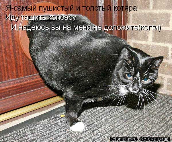Котоматрица: Я-самый пушистый и толстый котяра Иду тащить колбасу И,надеюсь,вы на меня не доложите(когти)