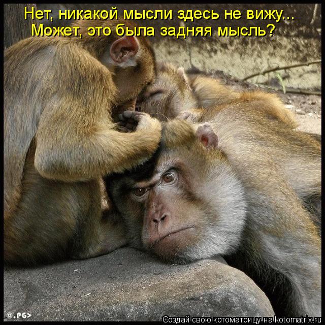 Нет, никакой мысли здесь не вижу... Может, это была задняя мысль?... Котоматрица: Нет, никакой мысли здесь не вижу... Может, это была задняя мысль?