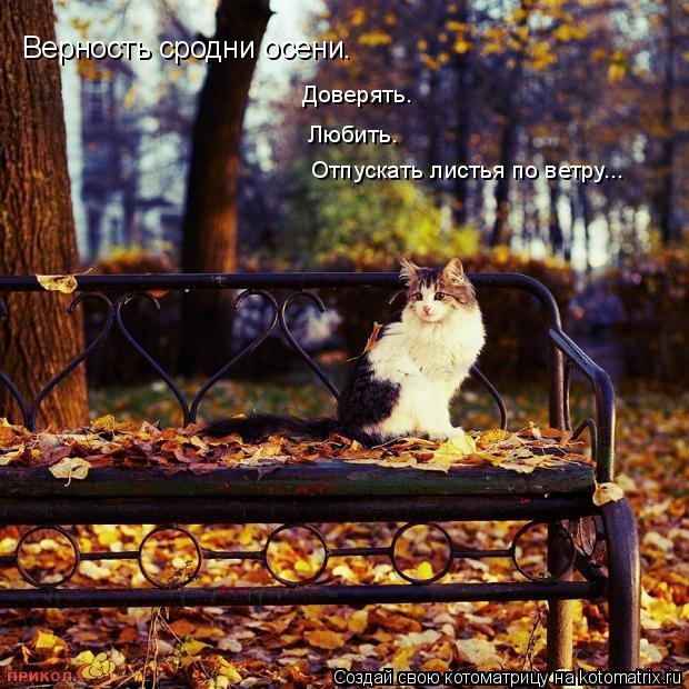 Отпускать листья по ветру... Любить. Доверять. Верность сродни осени.... Котоматрица: Отпускать листья по ветру... Любить. Доверять. Верность сродни осени.