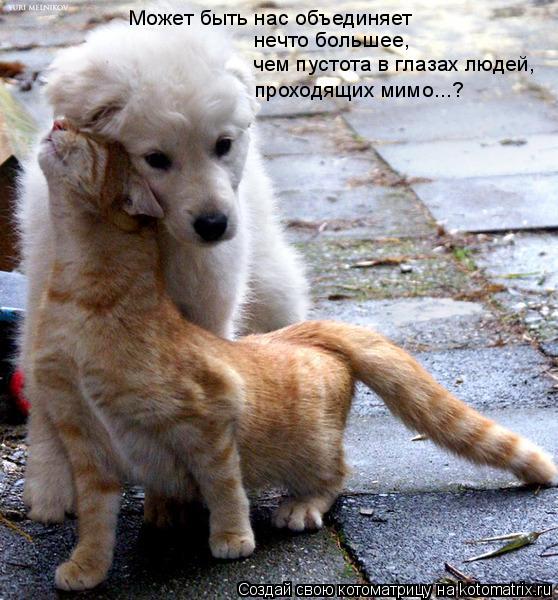 Может быть нас объединяет нечто большее, чем пустота в глазах людей, проходящих мимо...?... Котоматрица: Может быть нас объединяет нечто большее, чем пустота в глазах людей, проходящих мимо...?